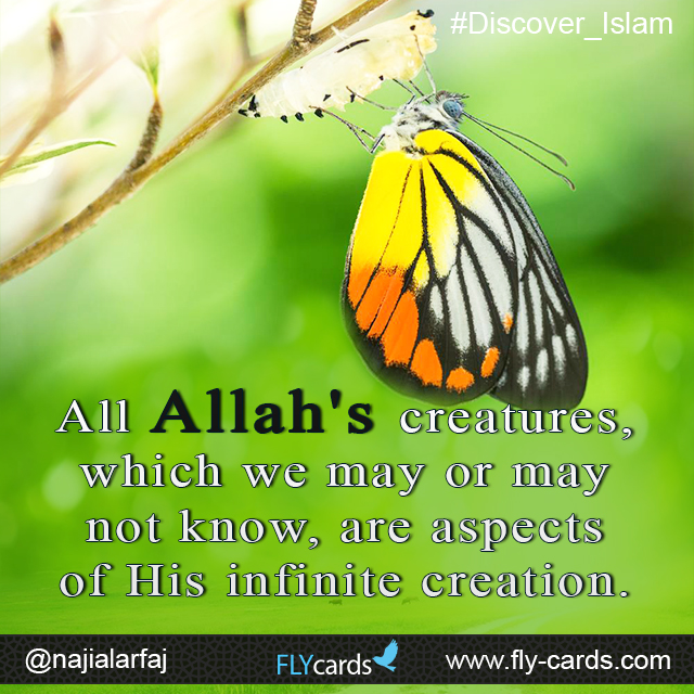 All Allah's creatures
